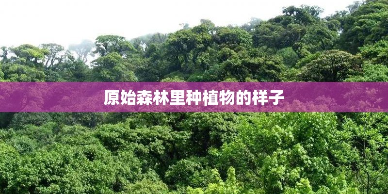 原始森林里种植物的样子