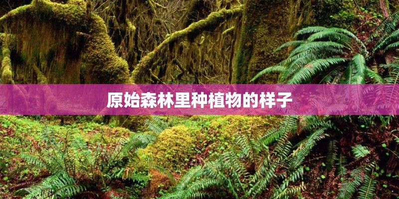 原始森林里种植物的样子