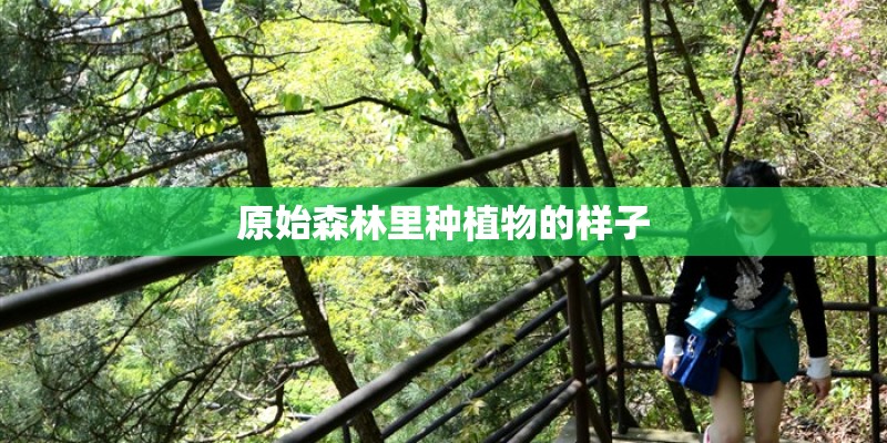 原始森林里种植物的样子