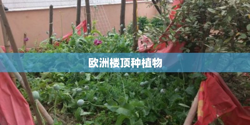欧洲楼顶种植物