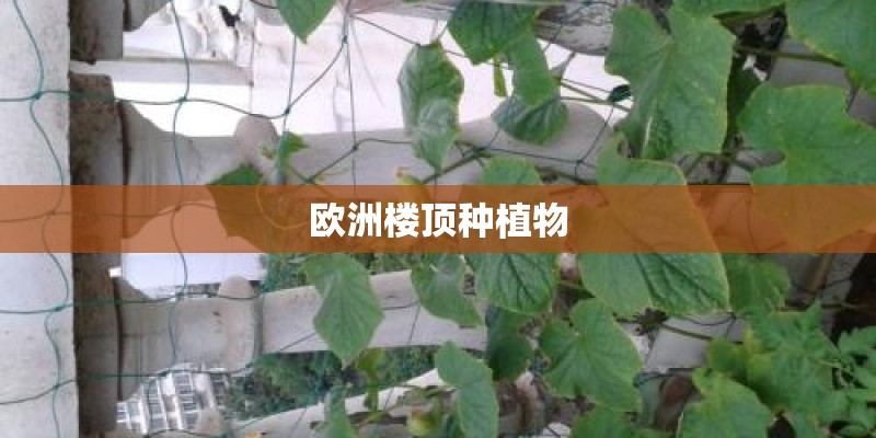 欧洲楼顶种植物