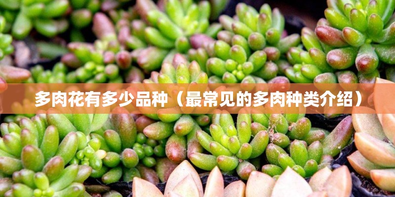 多肉花有多少品种（最常见的多肉种类介绍）