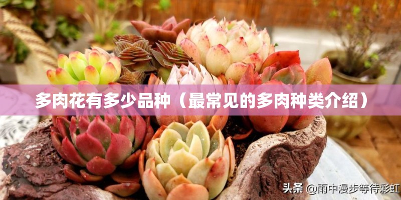 多肉花有多少品种（最常见的多肉种类介绍）