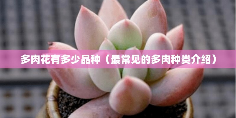 多肉花有多少品种（最常见的多肉种类介绍）