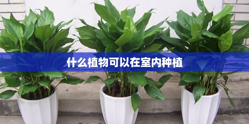 什么植物可以在室内种植