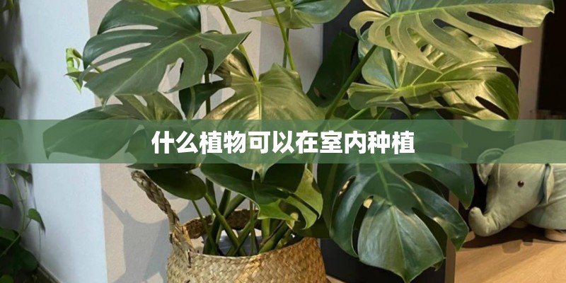什么植物可以在室内种植