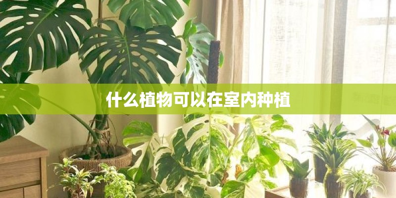 什么植物可以在室内种植