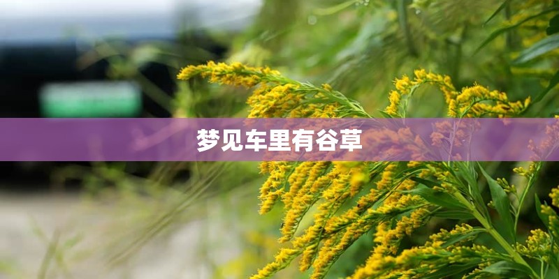 梦见车里有谷草