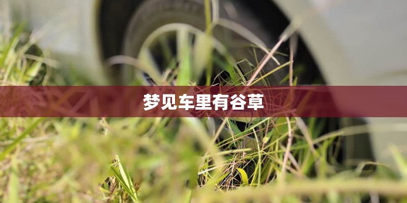 梦见车里有谷草