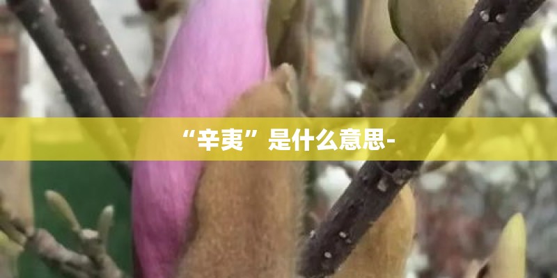 “辛夷”是什么意思-