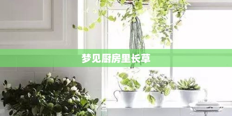 梦见厨房里长草