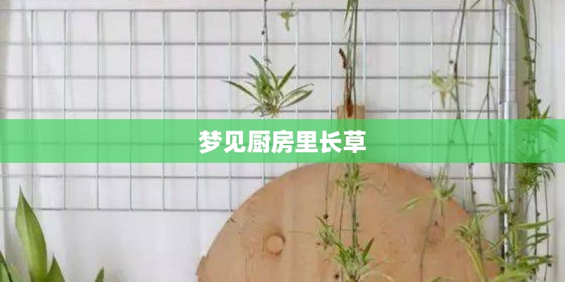 梦见厨房里长草