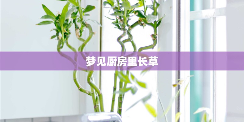 梦见厨房里长草