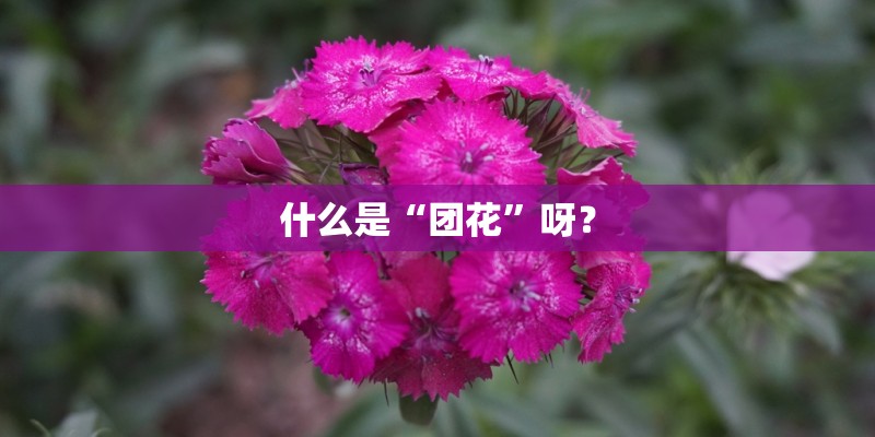 什么是“团花”呀？