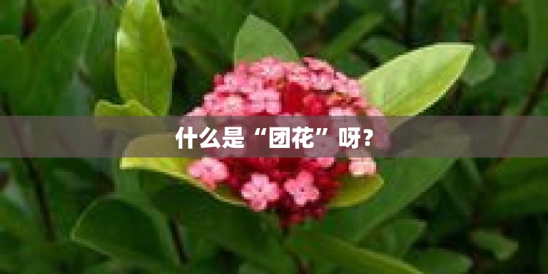 什么是“团花”呀？