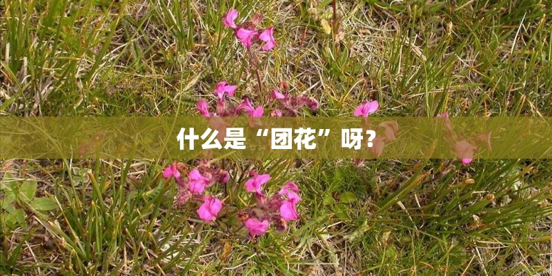 什么是“团花”呀？