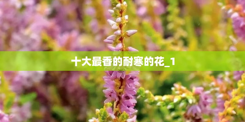 十大最香的耐寒的花_1