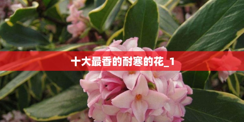 十大最香的耐寒的花_1