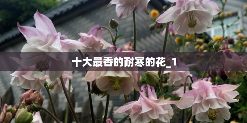 十大最香的耐寒的花_1