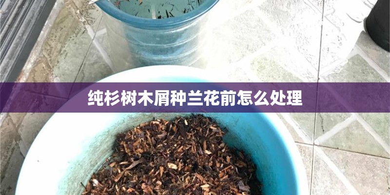 美人蕉的种植方法和时间（养护美人蕉的妙招）