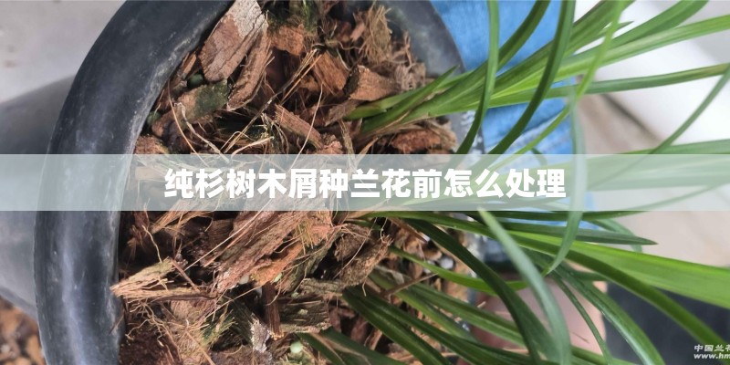 纯杉树木屑种兰花前怎么处理