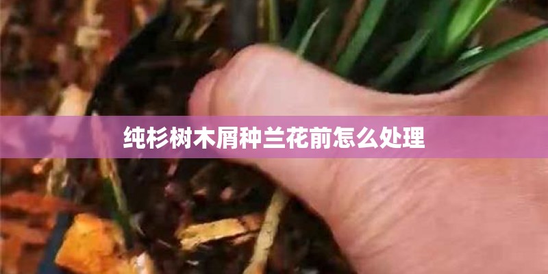 纯杉树木屑种兰花前怎么处理