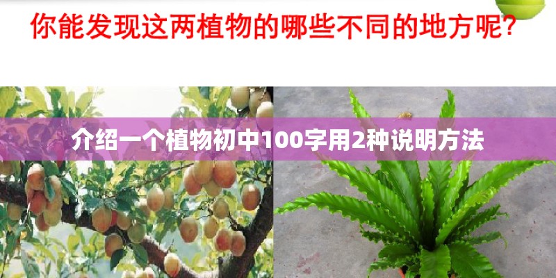 介绍一个植物初中100字用2种说明方法