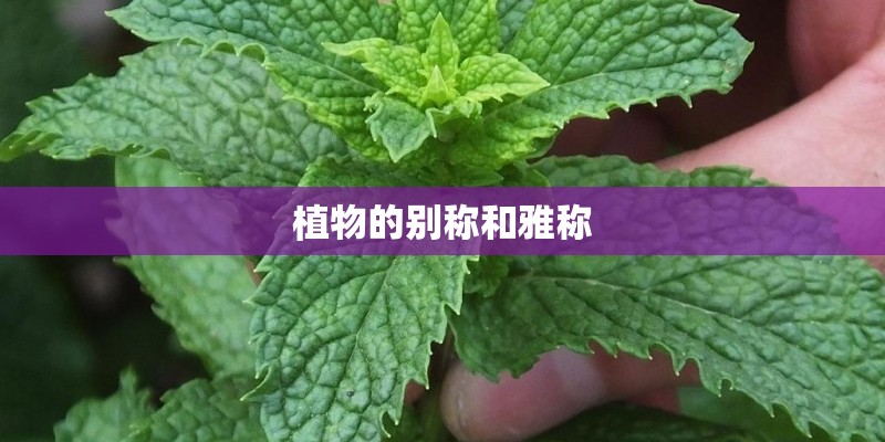 植物的别称和雅称