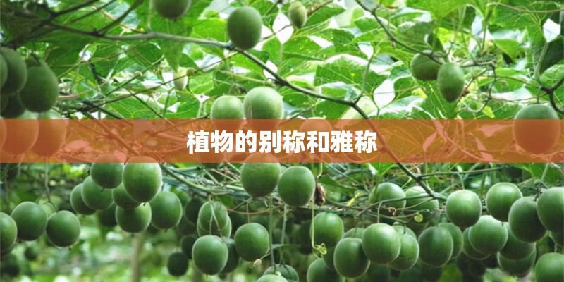 植物的别称和雅称