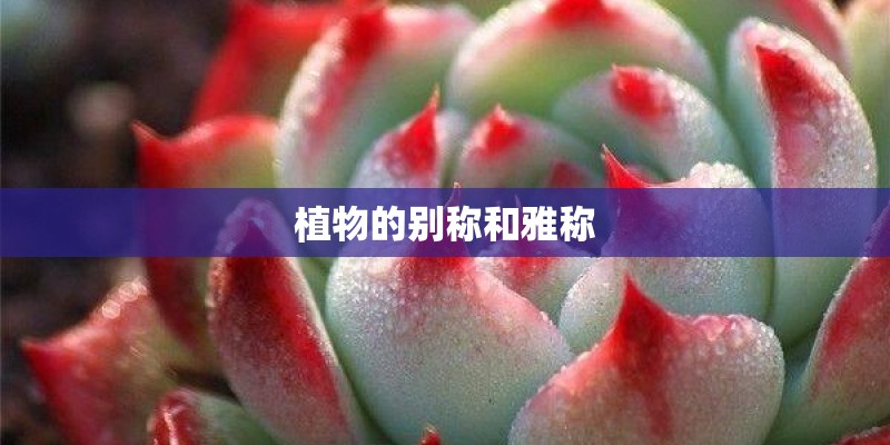 植物的别称和雅称